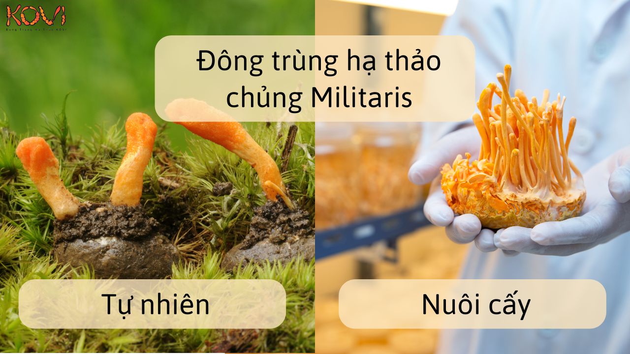 Đông trùng hạ thảo Militaris